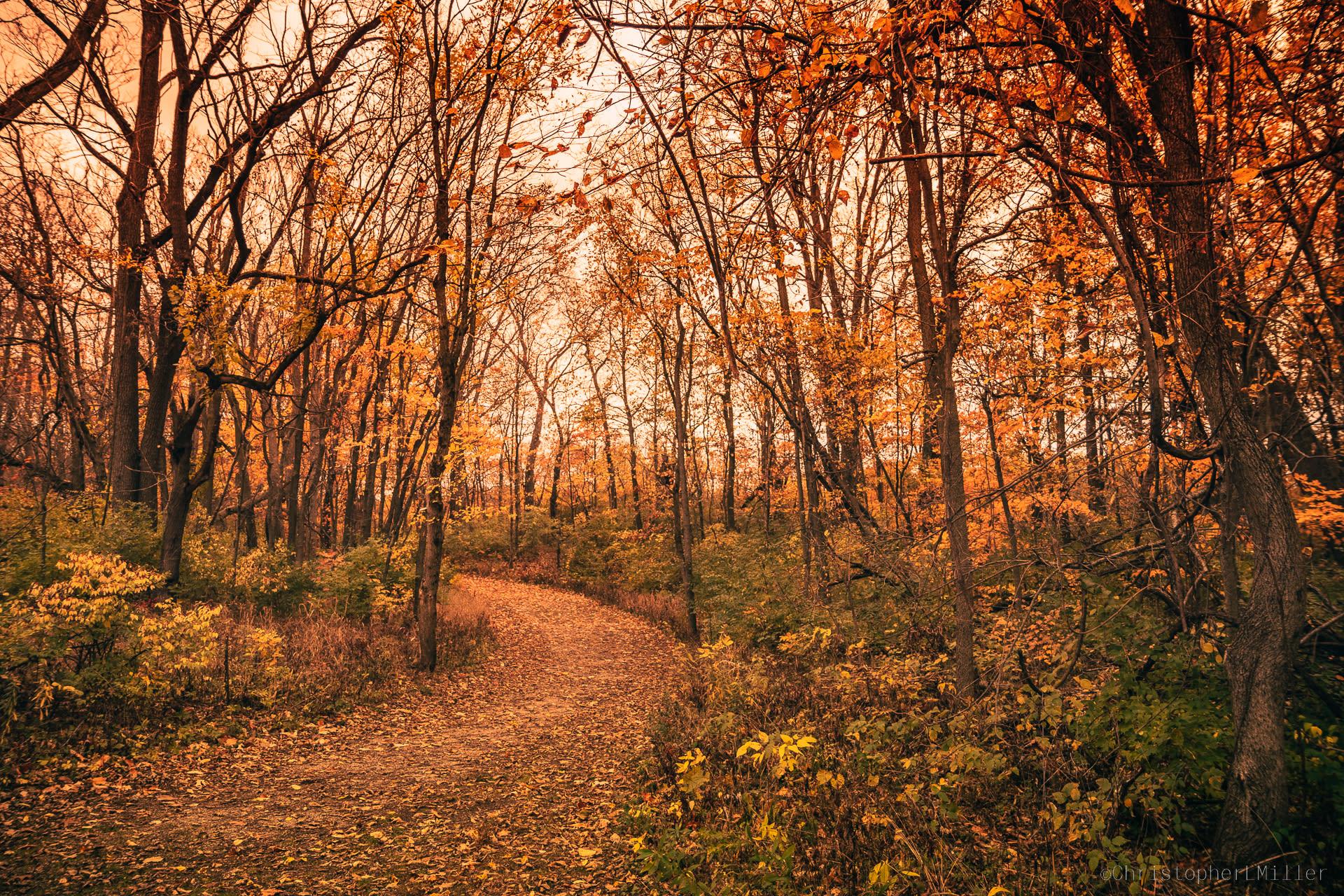 Beautiful fall